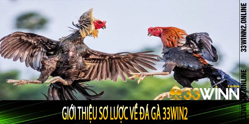 Giới thiệu sơ lược về đá gà 33win2