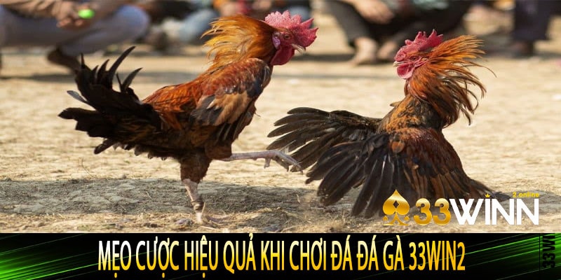 Mẹo cược hiệu quả khi chơi đá đá gà 33win2